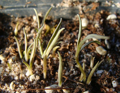 Alstroemeriapatagonica20.jpg