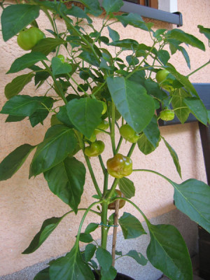 Paprika.jpg