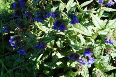 DSC09221.JPG