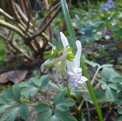 Corydalis solida Sämling Bilbo 200321.jpg