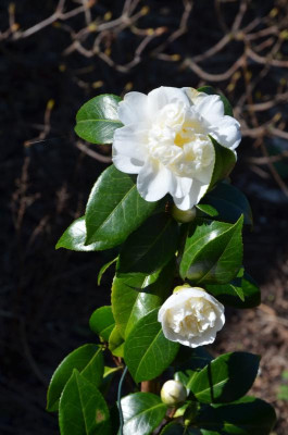 Camellia-ManSize.19-1.jpg