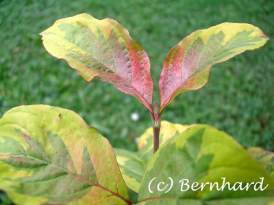 cornus_kousa_rainbow_1.jpg