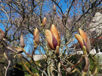 Magnolia Brownie 23.3.20 ue.JPG