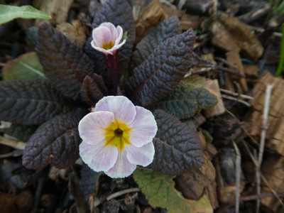 Primula 'Drumcliff'  k 200321.jpg