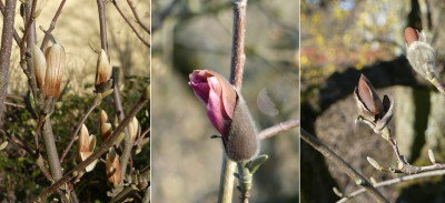 2020-03-23 Magnolia.jpg