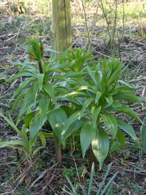 2020-03-23 Fritillaria imperialis.jpg
