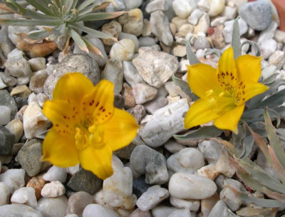 Alstromeria patagonica.JPG