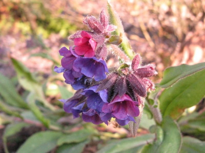 Pulmonaria longifolia.jpg