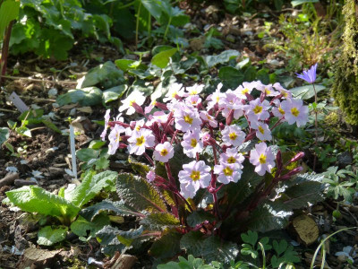 2015-05-03 Primula pruhoniciana 'Garryarde Guinevere'.jpg