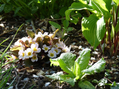 2015-05-03 Primula 'Drumcliff'.jpg