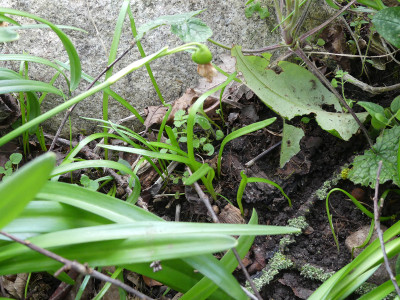 2020-03-20 Leucojum.jpg