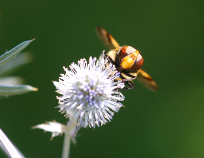 Gemeine-Waldschwebfliege.jpg