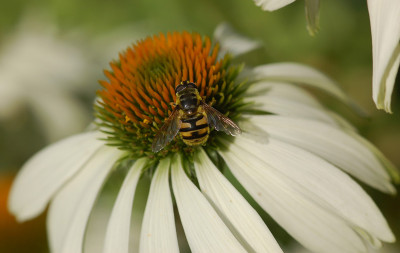 Gemeine-Dolden-Schwebfliege-170707-4.jpg