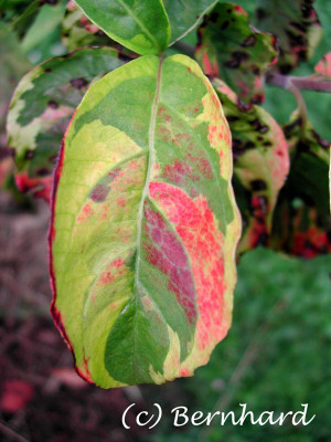 cornus_kousa_rainbow_2.jpg