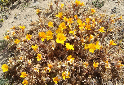Alstroemeria patagonica 10.jpg