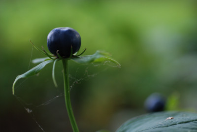 Paris-quadrifolia-Beere.jpg