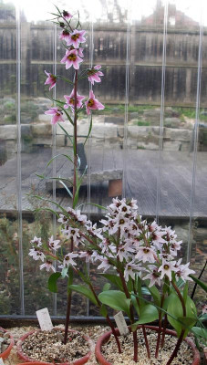 Fritillaria 12.03.20.JPG