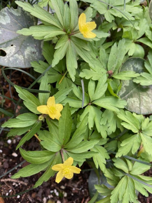 anemonexlipsiensis-wild_19.3.20.jpg