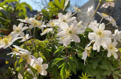 anemone-nemorosa_louisa_3-20.jpg