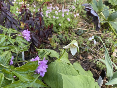 trillium-flexipes_23.3.20.jpg