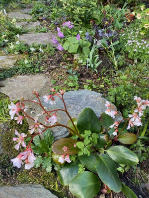 bergenia-emeiensis_23.3.20 (1).jpg