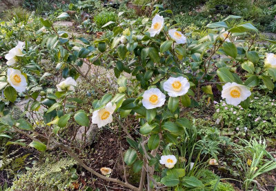 Camellia-yukimi-guruma_23.3.20.jpg