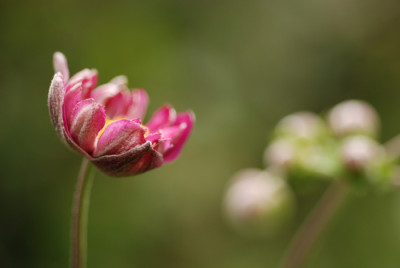 Anemone-halbgefuellt-k.jpg