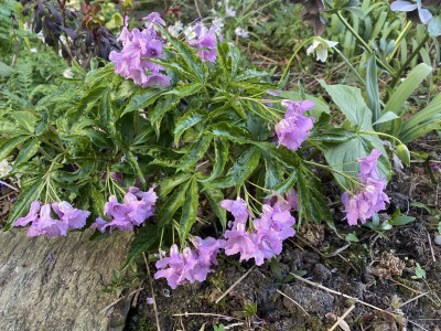 cardamine-pentaphyllos_24.3.20 (1).jpg