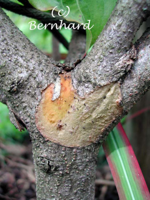cornus_kousa_satomii_bark.jpg