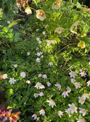 anemone-nemorosa_early-pink_24.3.20.jpg