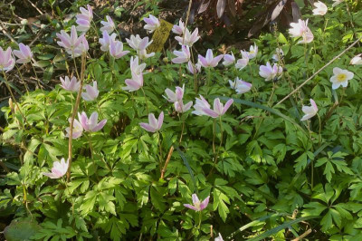 anemone-nemorosa_early-pink_24.3.20 (1).jpg