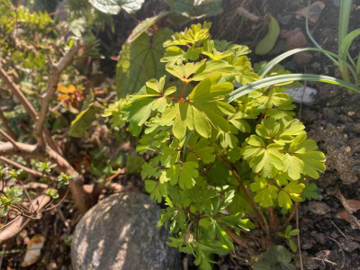 corydalis-golden-spinners_24.3.20.jpg