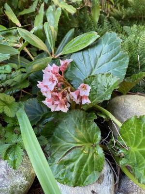 bergenia-ciliata_24.3.20.jpg