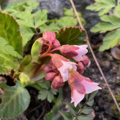 bergenia-ciliata_24.3.20 (1).jpg