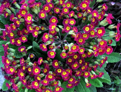 P. veris Hybr._Ga 2_RIMG0266.JPG