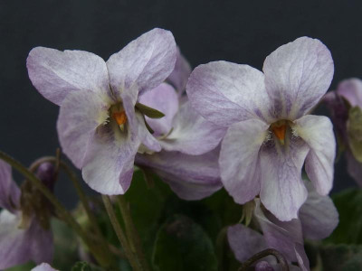 V. odorata_Ga 2_P3243635.jpg