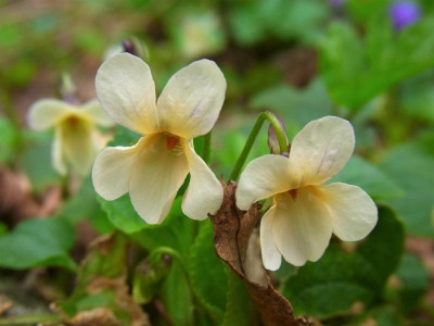 V. odorata_Ga_RIMG0270.JPG