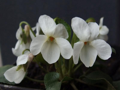 V. odorata_Rosenstr._P3243638.jpg