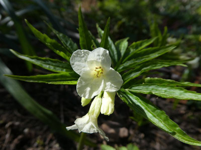 Cardamine kitabelii  k 200321.jpg