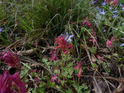 Corydalis Blackboxing k .jpg