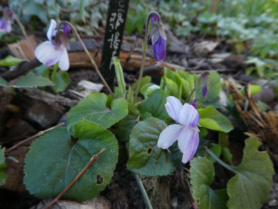 Viola 'Mr.T.'  k 200322.jpg