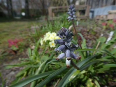 Muscari muscarimini 200321.jpg