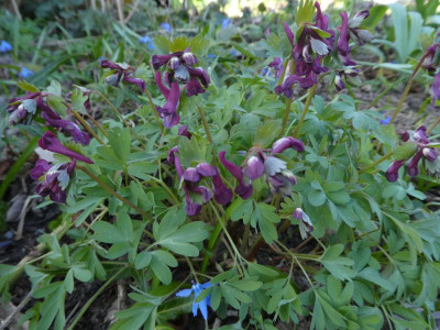 Corydalis solida dunkel k 200323.jpg