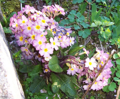 100_8057 Doldenprimel altrosa.jpg