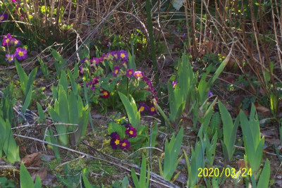 100_8058 Doldenprimel in Iris.jpg