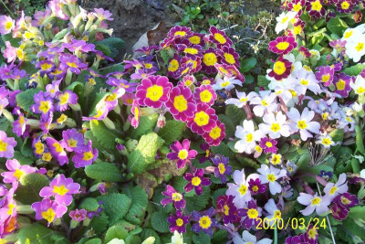 100_8061 Primelvielfalt.jpg