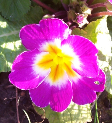 100_8068 Primel neonpink.jpg