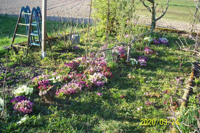 100_8073 Riesenbüsche mit Primel.jpg