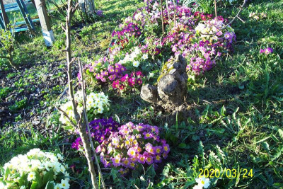 100_8072 Primel unter den Stachelbeeren.jpg