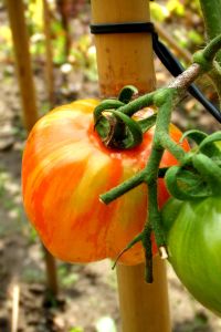 tomaten_und_groente_001.jpg